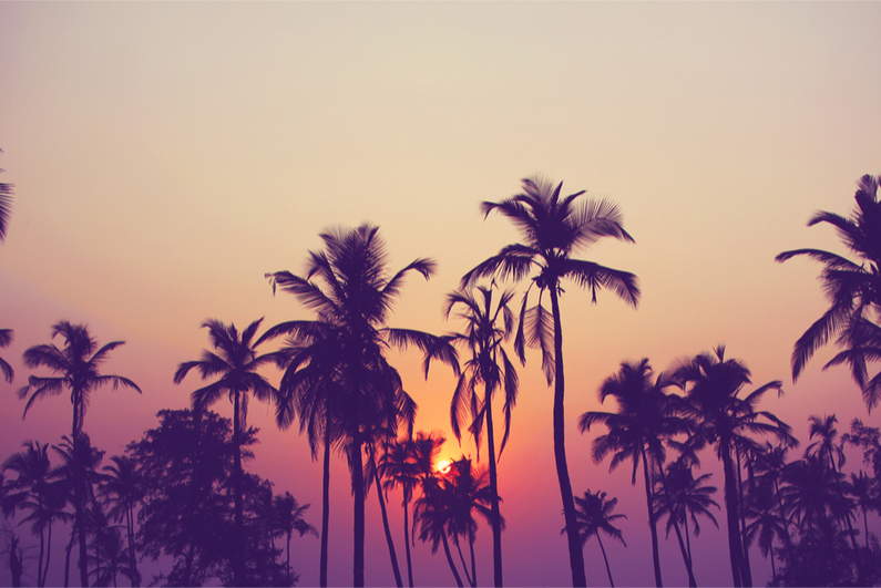 Silhouette of palm trees at sunset, vintage filter