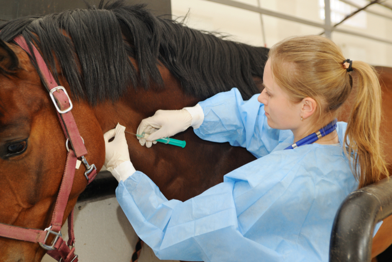 Veterinarian inoculating a horse